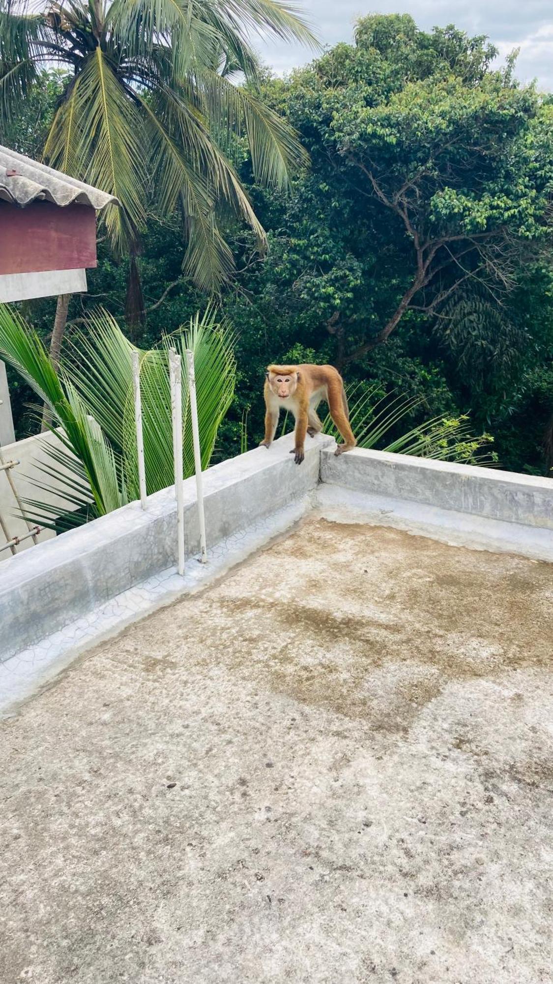 Ferienwohnung Ayubowan Hiriketiya Dikwella Exterior foto
